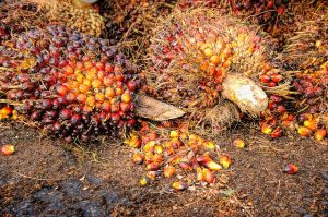 Read more about the article Pengumuman Hasil Seleksi Asisten Peneliti Project Red Palm Oil